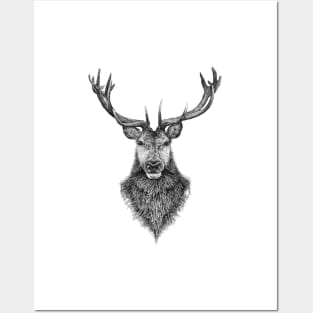 the highland stag Posters and Art